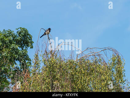 Ein Schuss von einem Jugendlichen magpie in einem Baum gehockt. Stockfoto