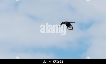 Eine Elster fliegt durch einen blauen Himmel mit weißen Wolken. Stockfoto