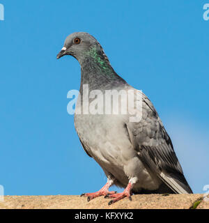 Ein Schuss von eine Wilde Taube auf dem Dach. Stockfoto