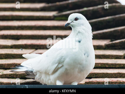 Ein Schuss von einem weißen Wilde Taube auf dem Dach. Stockfoto