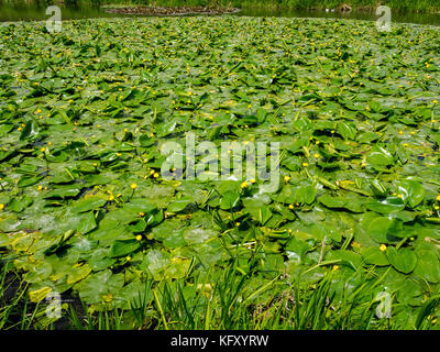 Dichte Büschel des gelb blühenden Seerosen in der Nähe des Flusses, in der Nähe von Waverley Abbey House, Farnham, Surrey, England, Großbritannien Stockfoto