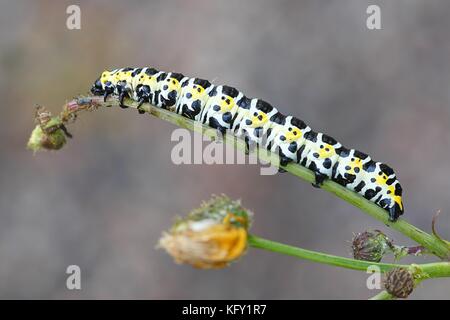 Kopfsalat shark Motte Caterpillar, cucullia lactucae Stockfoto