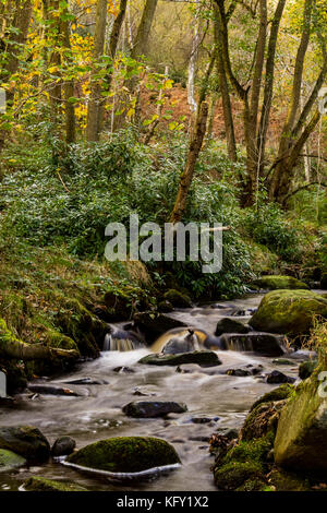 Brücke an Agden Bog Nature Reserve Stockfoto