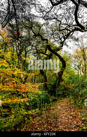 Verdrehte Bäume in Agden Bog Stockfoto