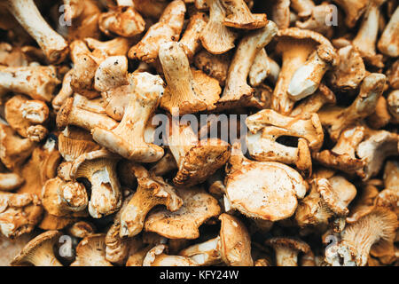 In der Nähe Bild von waldpilz Steinpilze Stockfoto