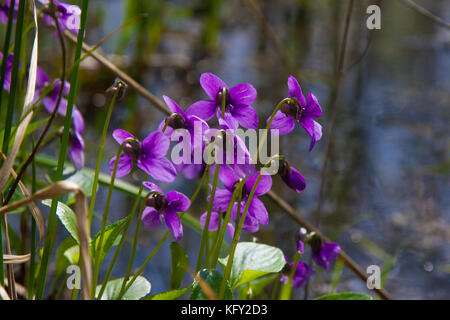 Frühling Natur gemeinsame Veilchen Hintergrund. Viola odorata Blumen im Garten hautnah. selektive Fokus Stockfoto
