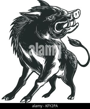 Scratchboard stil Abbildung eines zornigen wild Hog, Wildschweinen, Wildschwein oder razorback brüllend von niedrigen Winkel vor getan auf scraperboard auf gesehen Stock Vektor