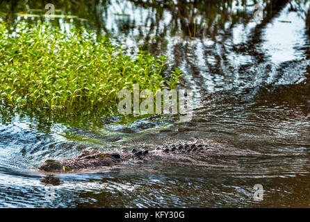 Salzwasser Krokodil waten durch gelbes Wasser Feuchtgebiete und Billabong, Kakadu National Park, Northern Territory, Australien. Stockfoto