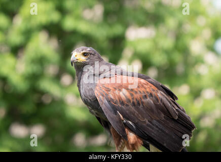 Harris hawk seitlich auf der Suche Stockfoto