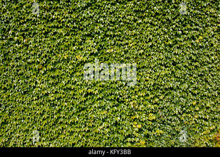 Efeu bewachsenen Wand Stockfoto