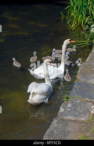 Paar stumme Schwäne mit zehn Cygnets Stockfoto