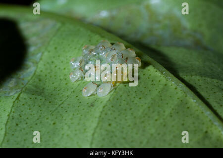 Makroaufnahme eines kleinen Gruppierung der vor kurzem geschlüpfte Spinnmilben auf der Unterseite von einem grünen Blatt Stockfoto