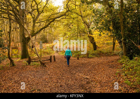 Frau, die im Herbst auf dem National Trusts Bickerton Hills Trail in der Landschaft von Ceshire durch Wälder spazierengeht Stockfoto