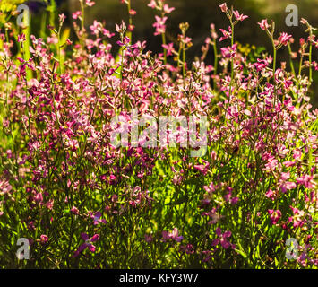 Matthiola longipetala Blumen im Sommer sonnigen Tag im Garten Stockfoto