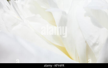 Weiße Blumen Hintergrund. Makro von weißen Blütenblättern Textur. soft verträumtes Bild Stockfoto