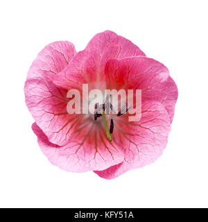 Red phlox flower Isolated On White Stockfoto