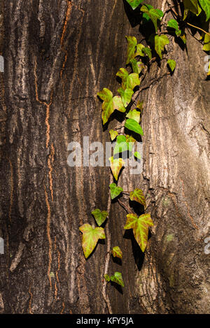 grünen Efeu Klettern auf Baumstamm Stockfoto