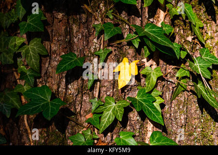 grünen Efeu Klettern auf Baumstamm Stockfoto