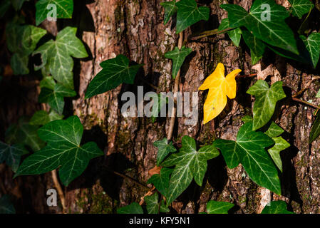 grünen Efeu Klettern auf Baumstamm Stockfoto