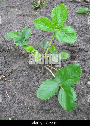 Junge Erdbeeren Pflanzen im Garten Boden Nahaufnahme Stockfoto