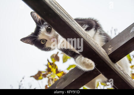 Schwarze und weiße Katze sucht gerade nach unten von einem Gitter Stockfoto