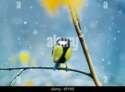 Schöner Vogel in den späten Herbst sitzen im Park auf einem Zweig einer Birke im Schnee Stockfoto