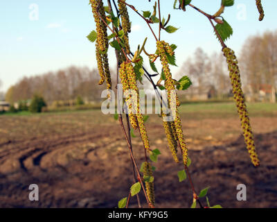 Birke Filialen mit Rispen und junge Blätter Stockfoto