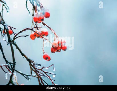 Kalte reifen roten Beeren der viburnum im Garten bei Regen fällt und Crystal White Schnee bedeckt Stockfoto