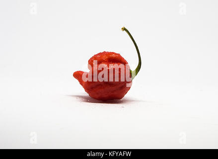 Single carolina Reaper ghost Chili auf weißem Hintergrund, Seitenansicht Stockfoto
