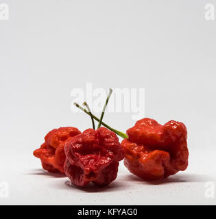 Drei Carolina reaper ghost Chili auf weißem Hintergrund #1 Stockfoto