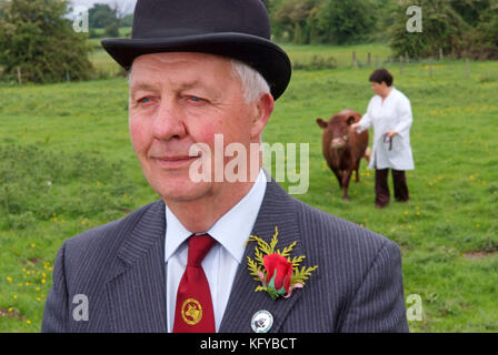 George Godber (Rinder zeigen, Richter) in seiner Beurteilung der Kleidung, zu Hause, in Holberrow Grün, nr. Redditch, mit einem seiner Dexter Kühe Stockfoto