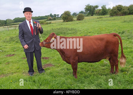 George Godber (Rinder zeigen, Richter) in seiner Beurteilung der Kleidung, zu Hause, in Holberrow Grün, nr. Redditch, mit einem seiner Dexter Kühe Stockfoto