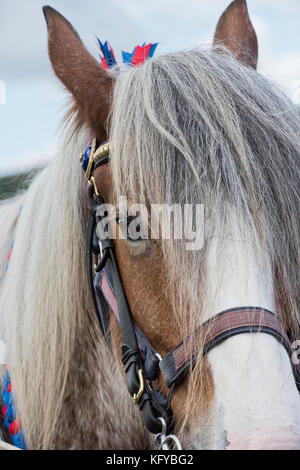 Clydesdale schwere Pferd bei Weald und Downland Open Air Museum, Herbst Landschaft zeigen, Sussex, England Stockfoto