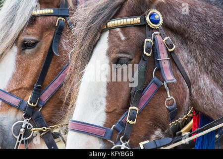Clydesdale schwere Pferde in Weald und Downland Museum unter freiem Himmel, herbstliche Landschaft zeigen, Sussex, England Stockfoto