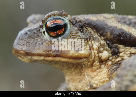 Erdkröte (Bufo Spinosus) Kopf Stockfoto