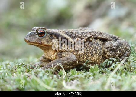 Erdkröte (Bufo Spinosus) Stockfoto