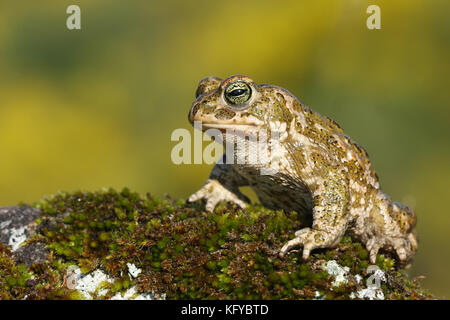 (Epidalea calamita natterjack Toad) Stockfoto