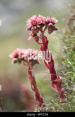 Kantabrischen hauswurz (sempervivum cantabricum) Stockfoto