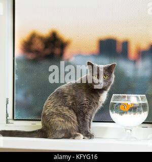 Eine graue Katze liegt auf dem Fensterbrett in der Nähe ein Aquarium mit einem interaktiven Fisch Stockfoto