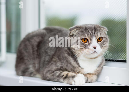Scottish Fold Katze Rasse mit orangefarbenen Augen liegt auf einer Fensterbank Stockfoto