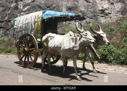 Ochsenkarren auf der Autobahn in ländlichen Tamil Nadu, Indien Stockfoto