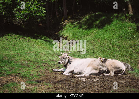 Kuh und ihr Kalb liegend auf einer Weide von einem Wald Stockfoto