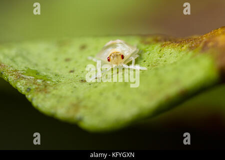 Nahaufnahme eines kleinen Spider mite auf eine sterbende Blatt Stockfoto