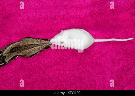 St. Paul, Minnesota. Persönliche pet. columbian Red-tailed Boa, auch die Gemeinsame boa, von der Familie Boidae genannt. Wissenschaftlicher Name: Boa constrictor. Clos Stockfoto