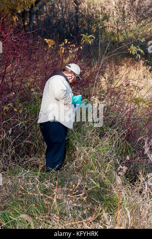 Little Canada, Minnesota. Gervais Mill Park. Ein Wassertechniker, der die Verbreitung von Schilfgras kontrolliert. Er besprüht seinen Handschuh mit einem Chemiker Stockfoto