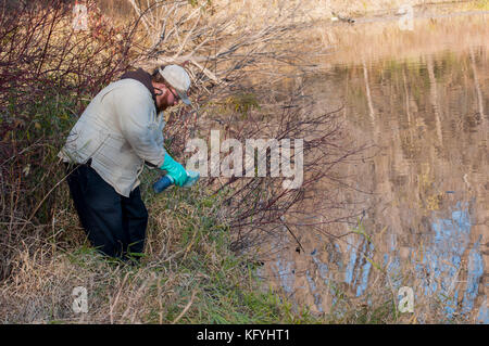 Little Canada, Minnesota. Gervais Mill Park. Ein Wassertechniker, der die Verbreitung von Schilfgras kontrolliert. Er besprüht seinen Handschuh mit einem Chemiker Stockfoto