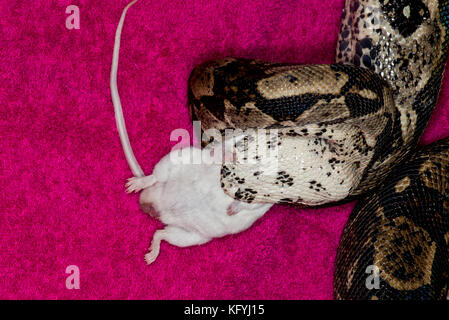 St. Paul, Minnesota. Persönliche pet. columbian Red-tailed Boa, auch die Gemeinsame boa, von der Familie Boidae genannt. Wissenschaftlicher Name: Boa constrictor. snak Stockfoto