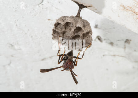 Kansas City, Kansas. Weibliche metricus paper Wasp, feldwespe metricus: Aufbau neues Nest auf eave Garage mit Larven im Nest. Stockfoto