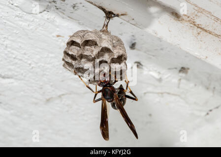 Kansas City, Kansas. Weibliche metricus paper Wasp, feldwespe metricus: Aufbau neues Nest auf eave Garage mit Larven im Nest. Stockfoto