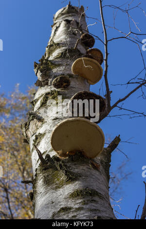 Piptoporus betulinus (Birch Polypore) auf einem toten Silver Birch Baum mit blauen Himmel als Hintergrund. Niedrige Perspektive. Stockfoto